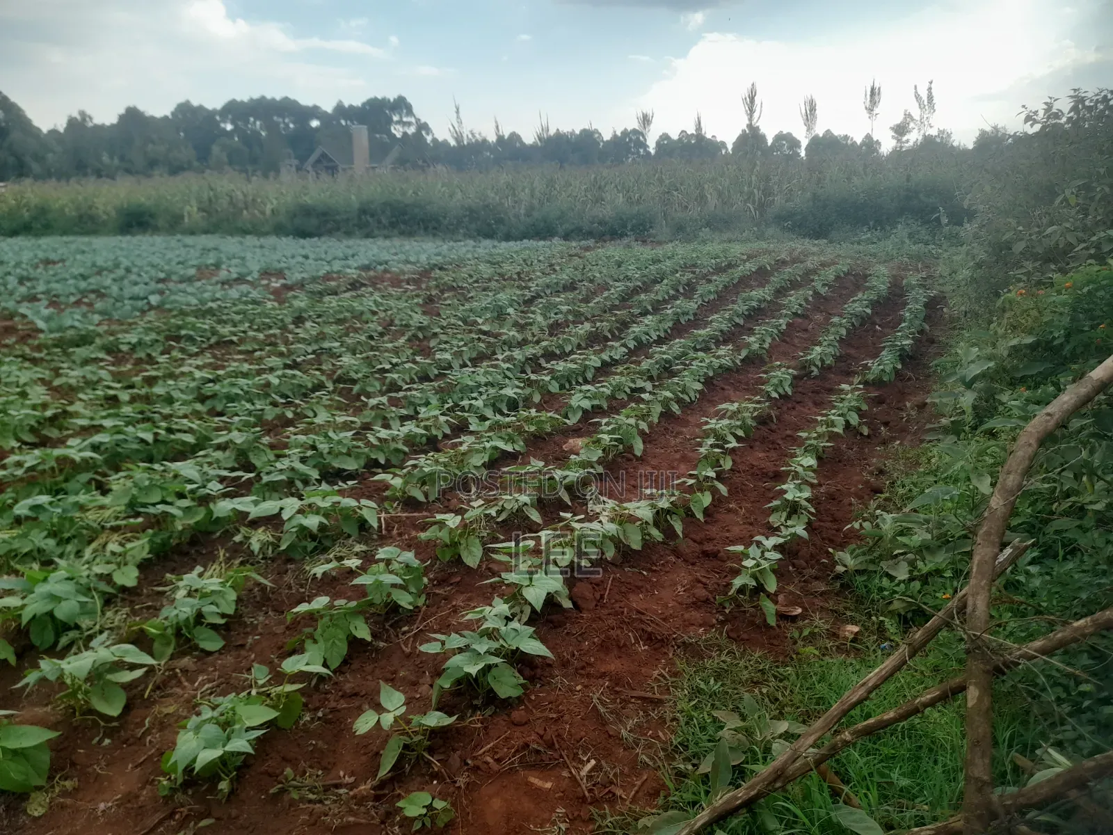 Prime 1 Acre in Kitale