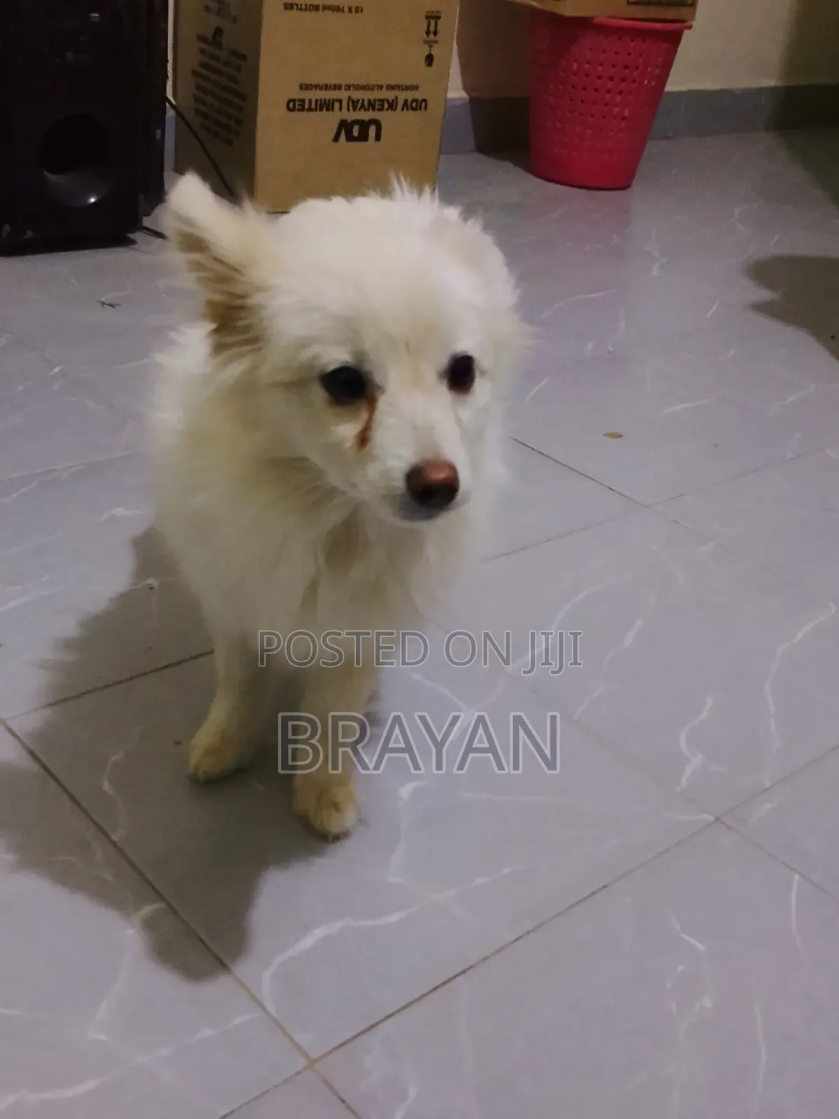 1-3 months Female Purebred Japanese Spitz