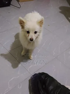 1-3 months Female Purebred Japanese Spitz