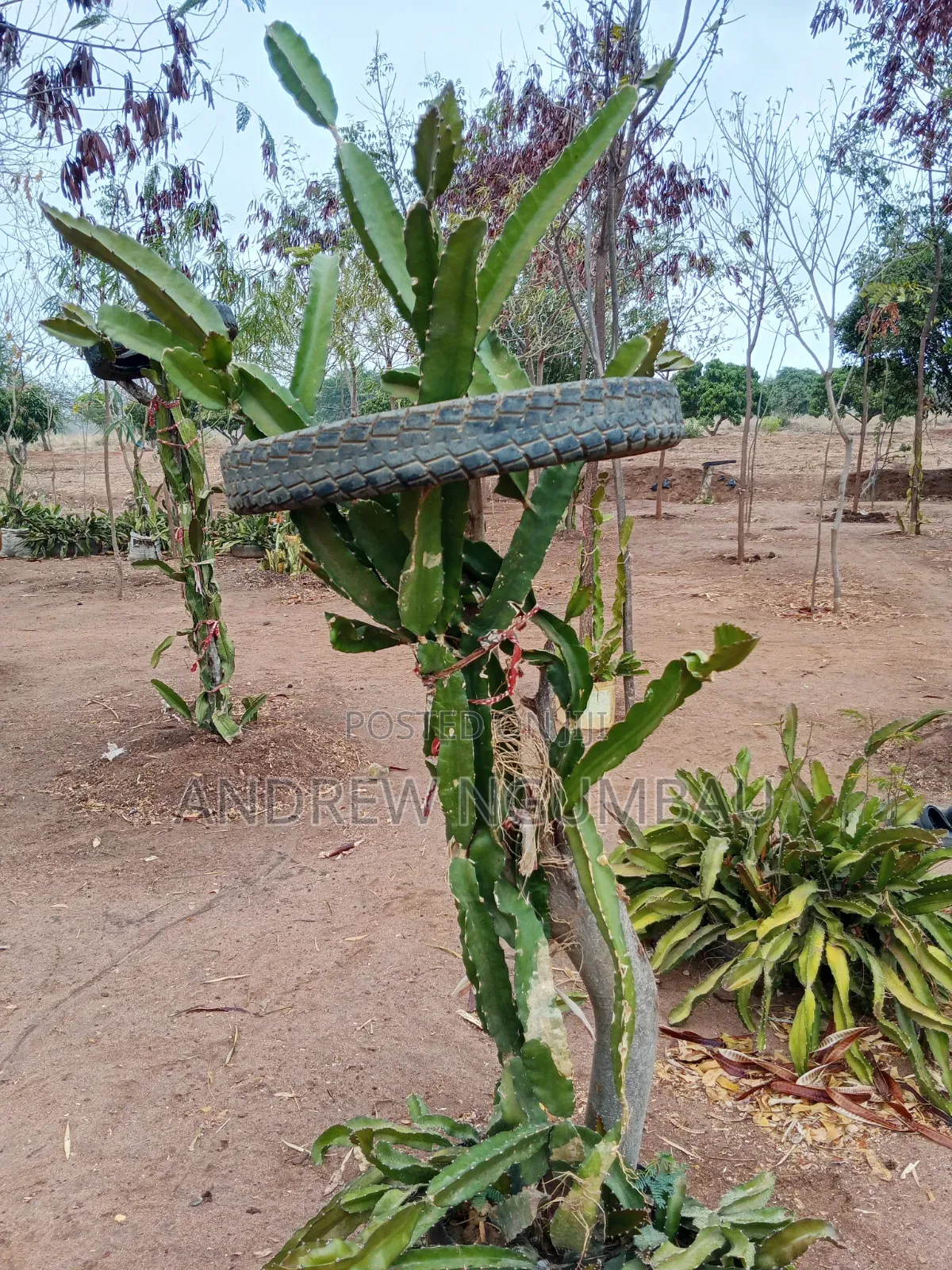 Red Rooted Dragon Fruit Cuttings