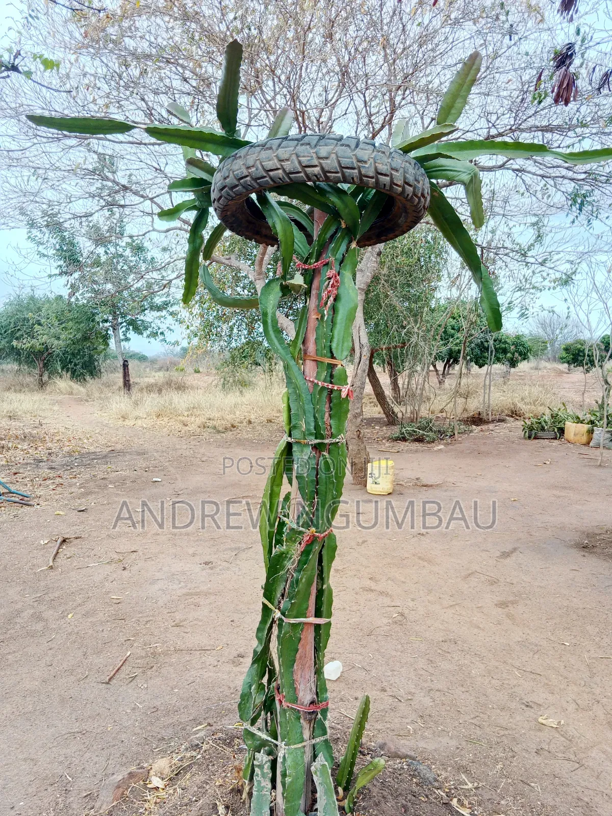 Red Rooted Dragon Fruit Cuttings