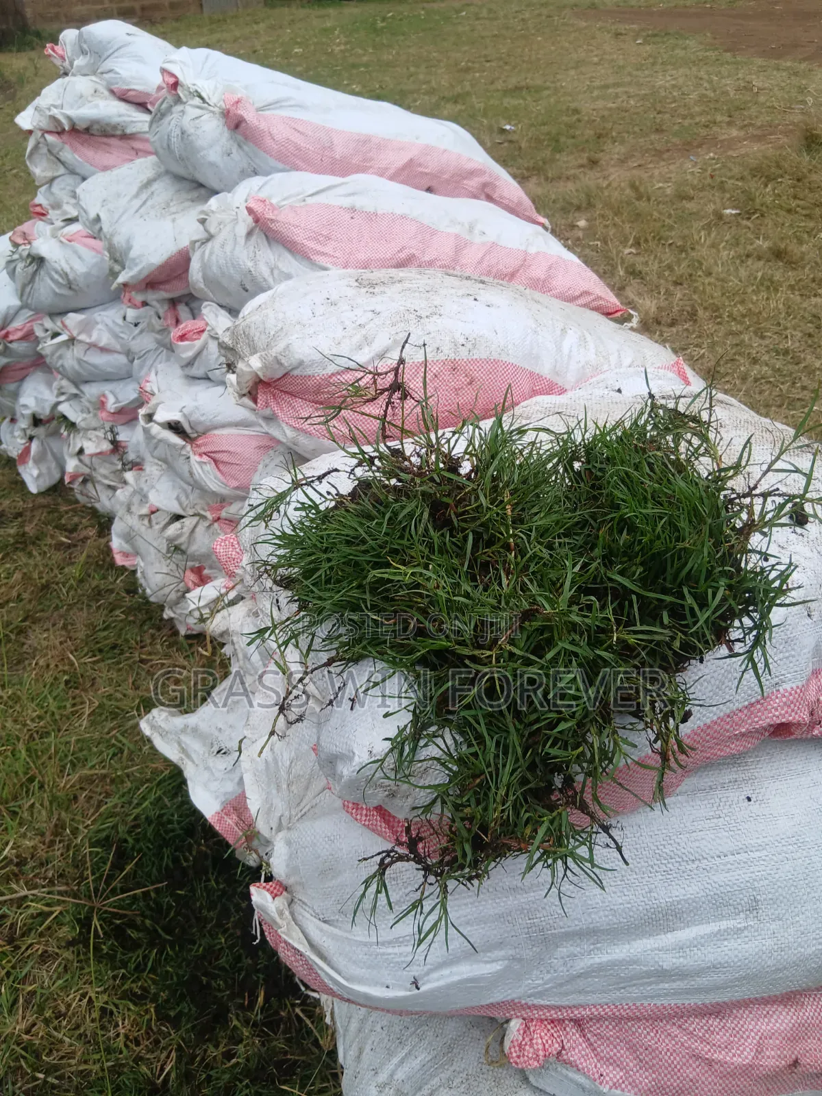 Arabic Grass Pemba Green Zibabwe Capet Grass Is Available