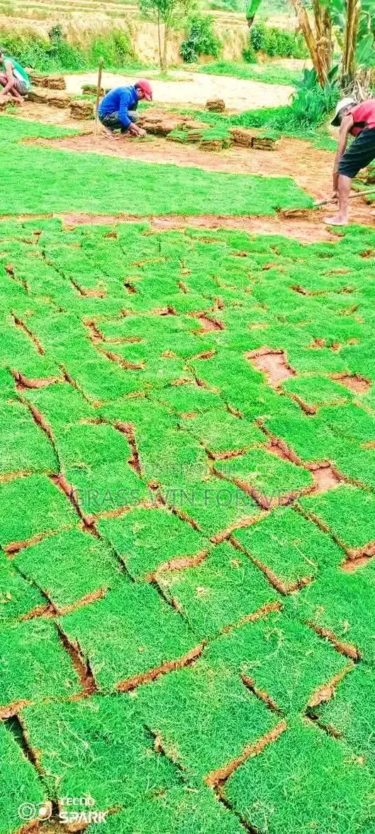 Arabic Grass Pemba Green Zibabwe Capet Grass Is Available