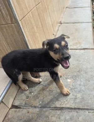 1-3 months Female Mixed Breed German Shepherd