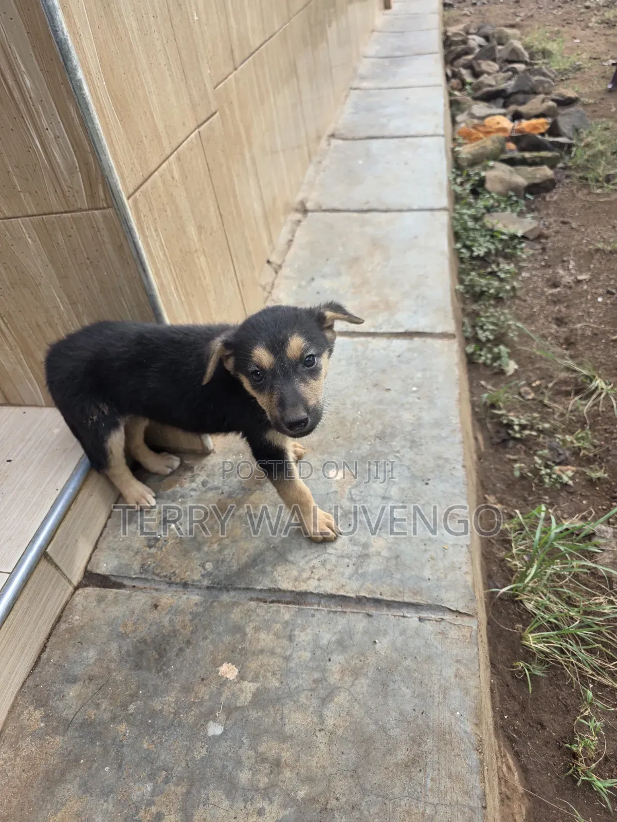 1-3 months Female Mixed Breed German Shepherd
