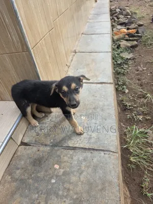1-3 months Female Mixed Breed German Shepherd