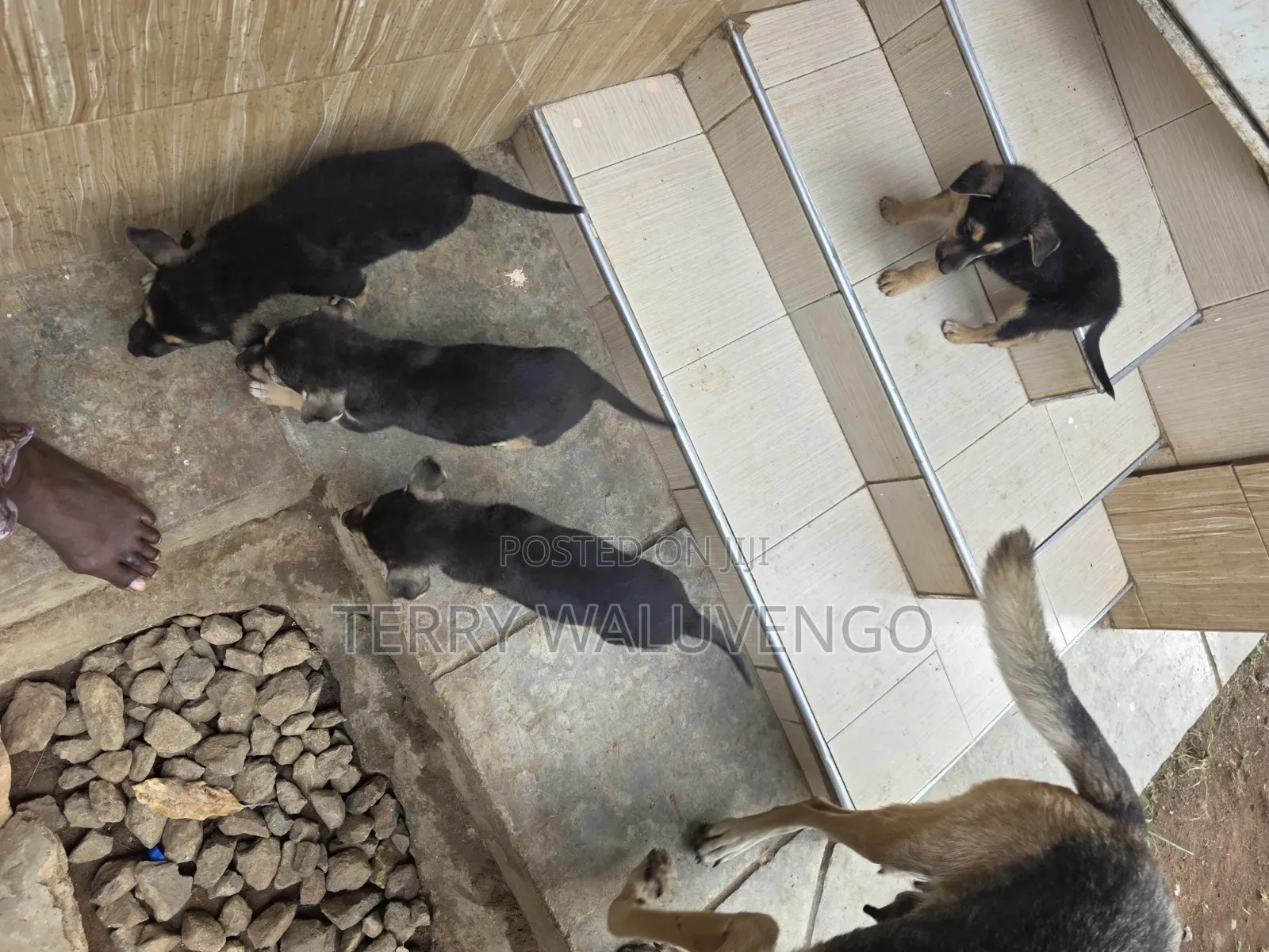 1-3 months Female Mixed Breed German Shepherd