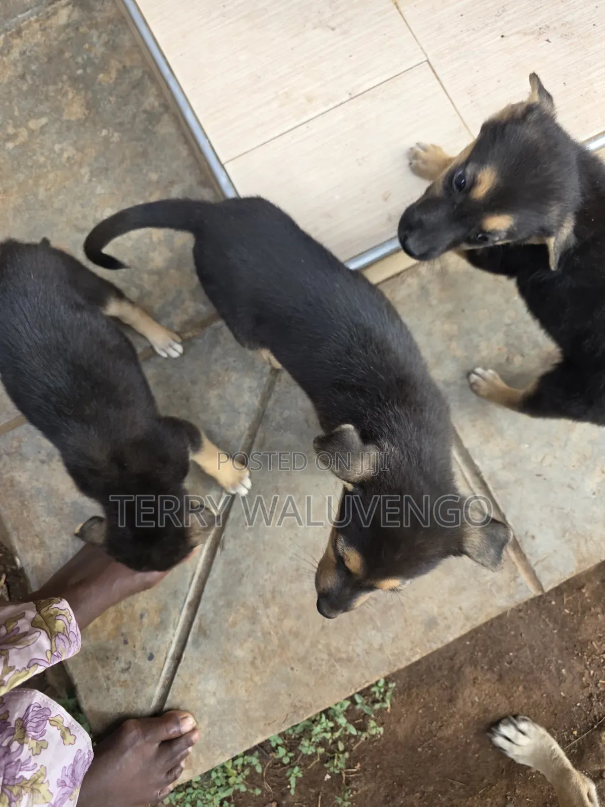 1-3 months Female Mixed Breed German Shepherd