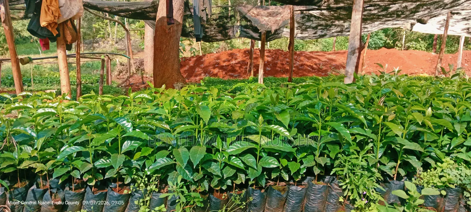 Batian Coffee Seedlings