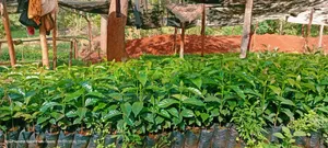 Batian Coffee Seedlings