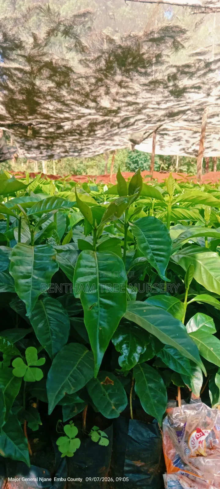 Batian Coffee Seedlings
