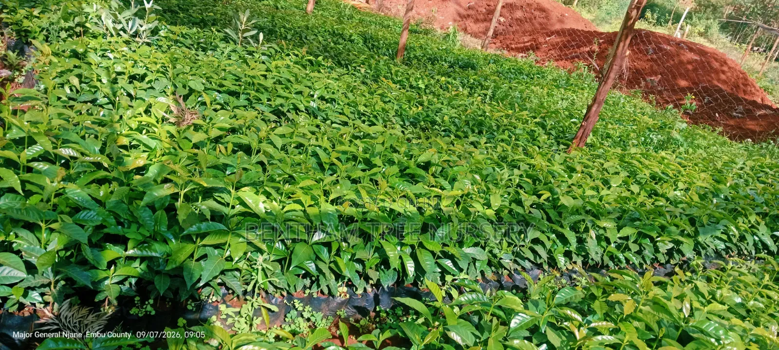 Batian Coffee Seedlings