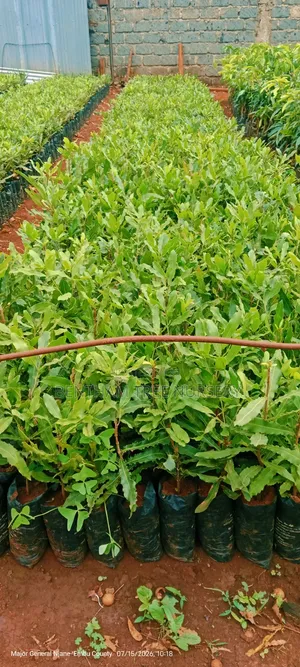 Macadamia Seedlings