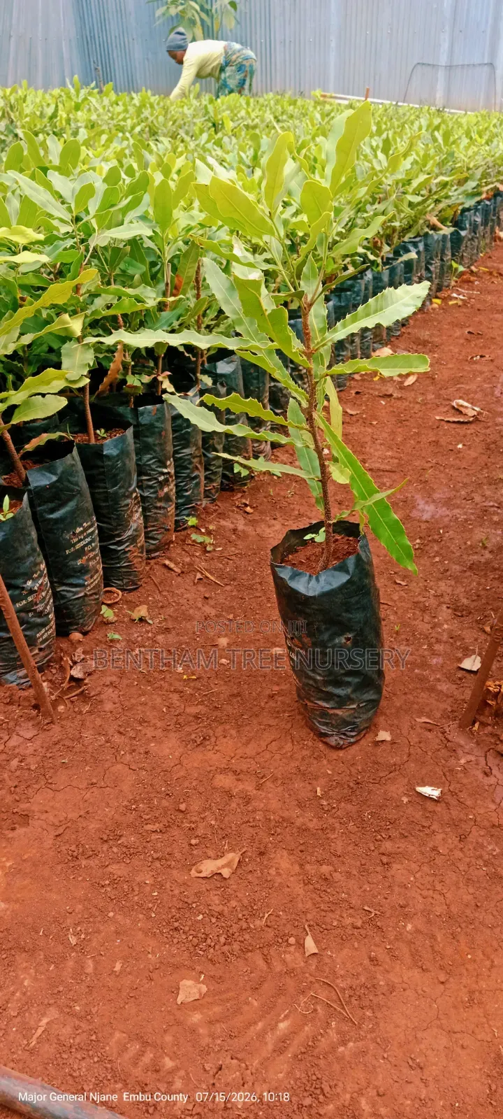 Macadamia Seedlings