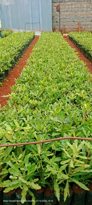 Macadamia Seedlings