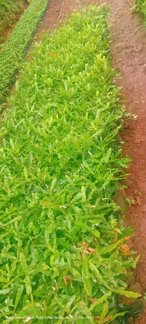 Macadamia Seedlings