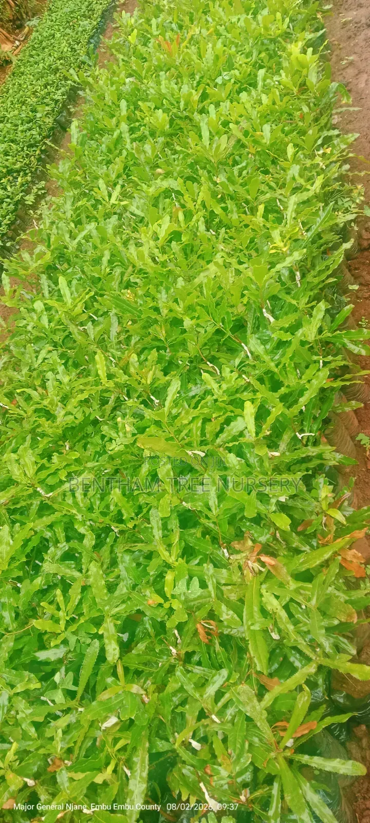 Macadamia Seedlings