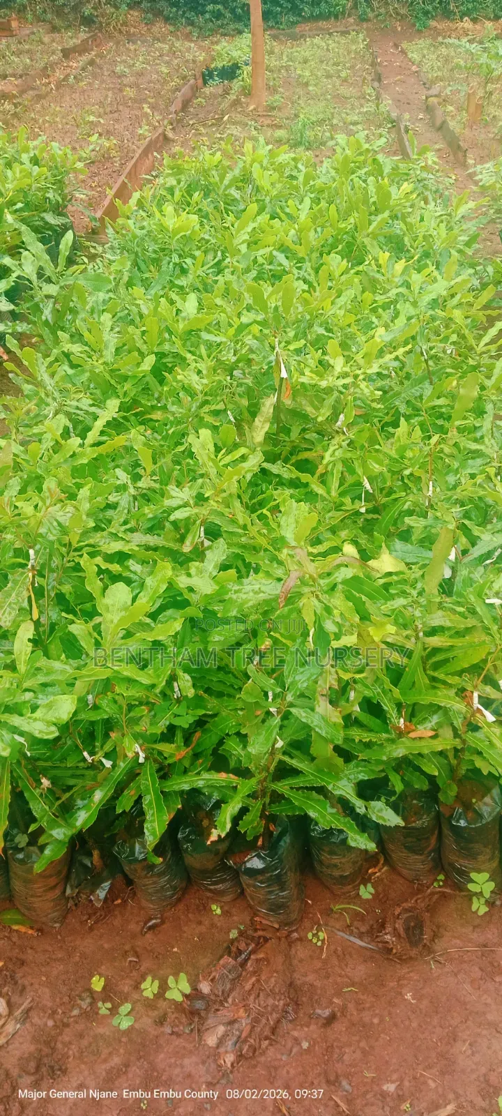 Macadamia Seedlings