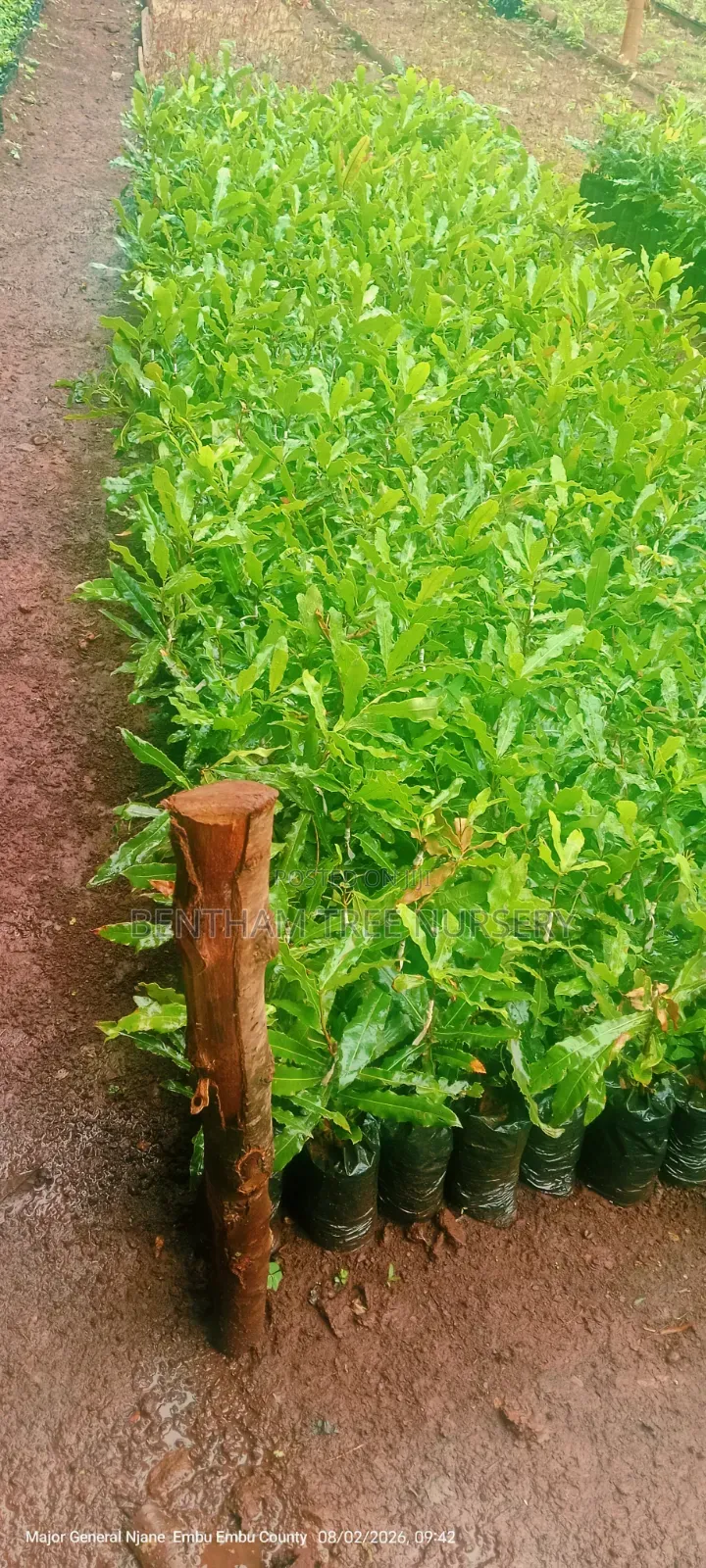Macadamia Seedlings