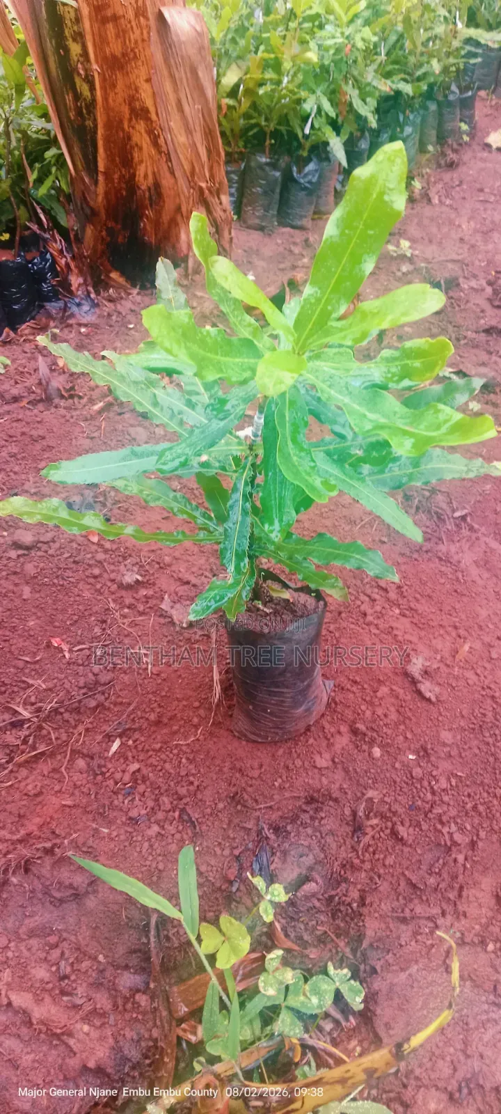 Macadamia Seedlings