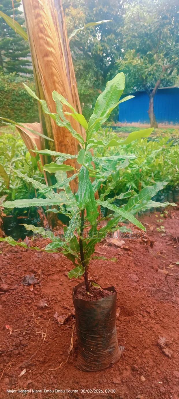 Macadamia Seedlings - thumbnail 9