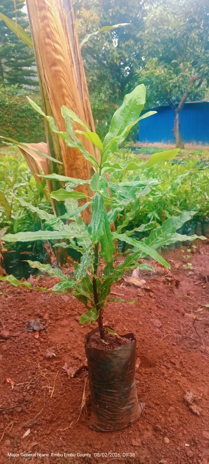 Macadamia Seedlings
