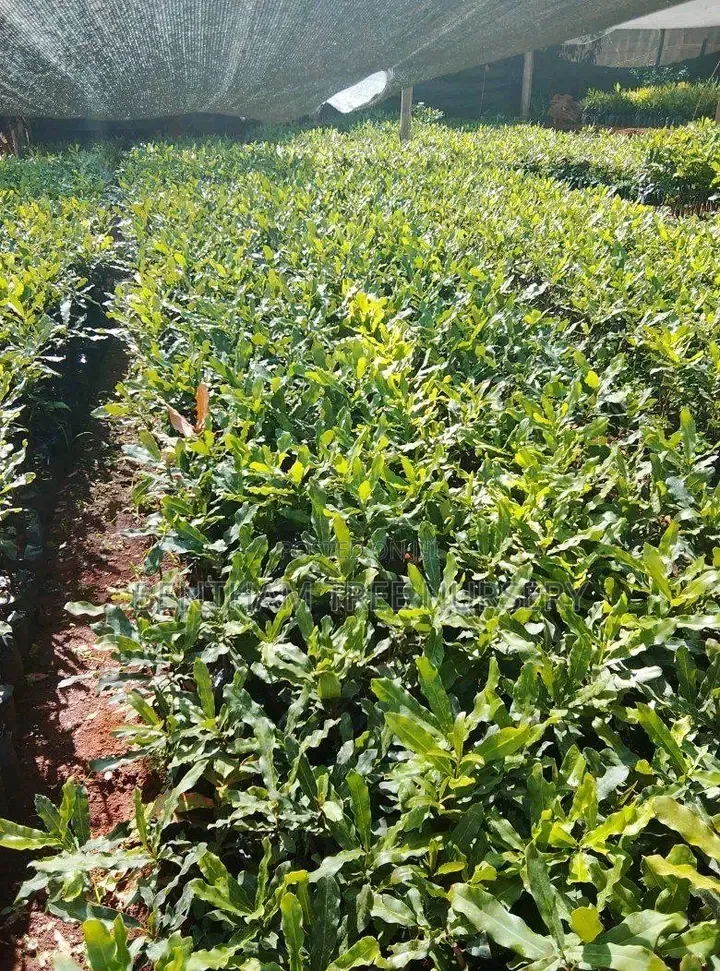 Macadamia Seedlings