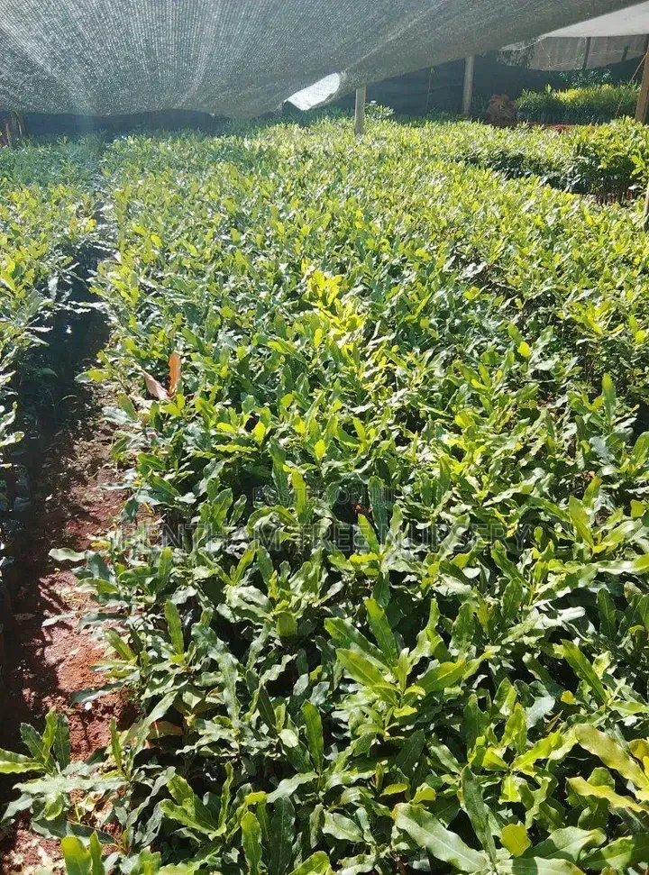Macadamia Seedlings