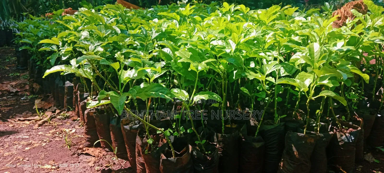 Passion Fruits Seedlings