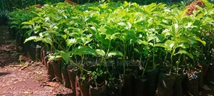 Passion Fruits Seedlings