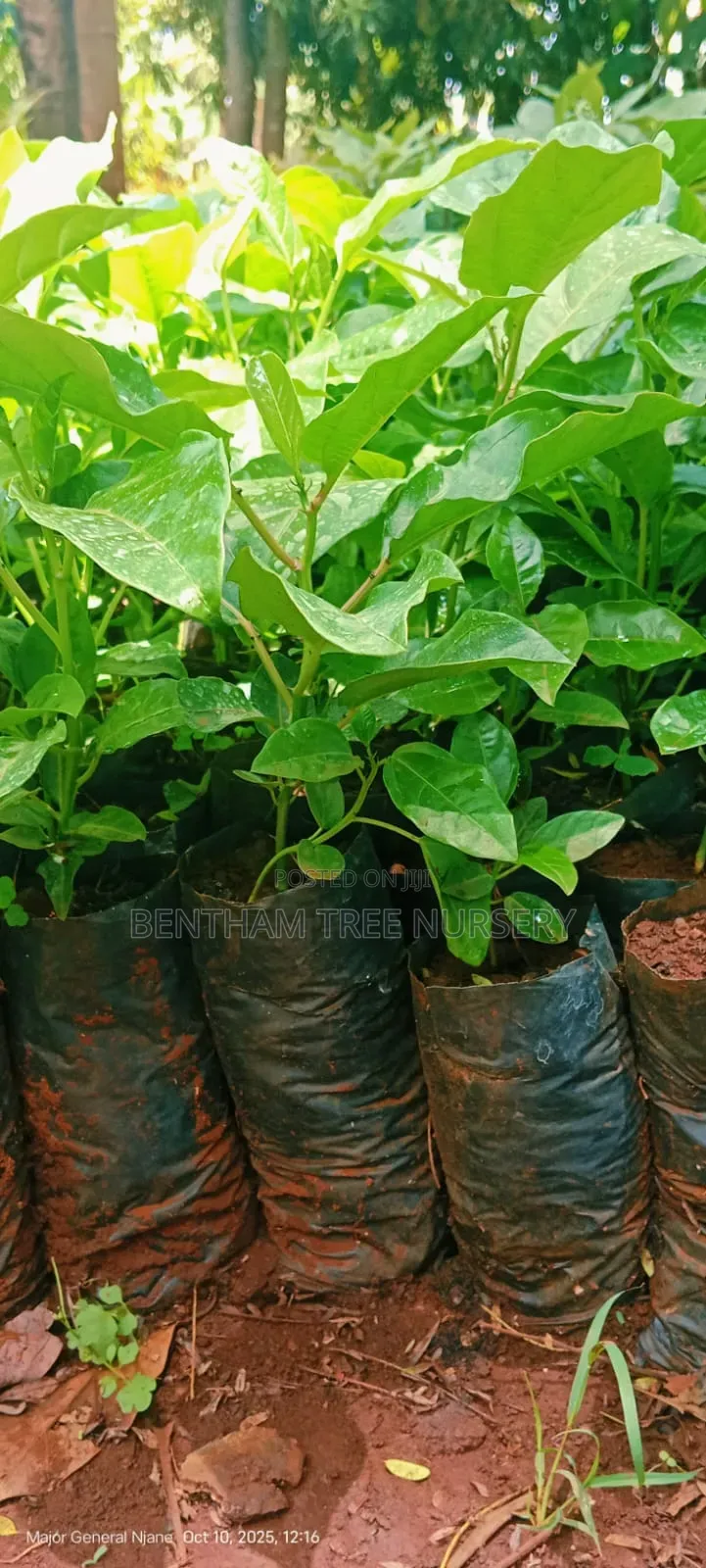 Passion Fruits Seedlings