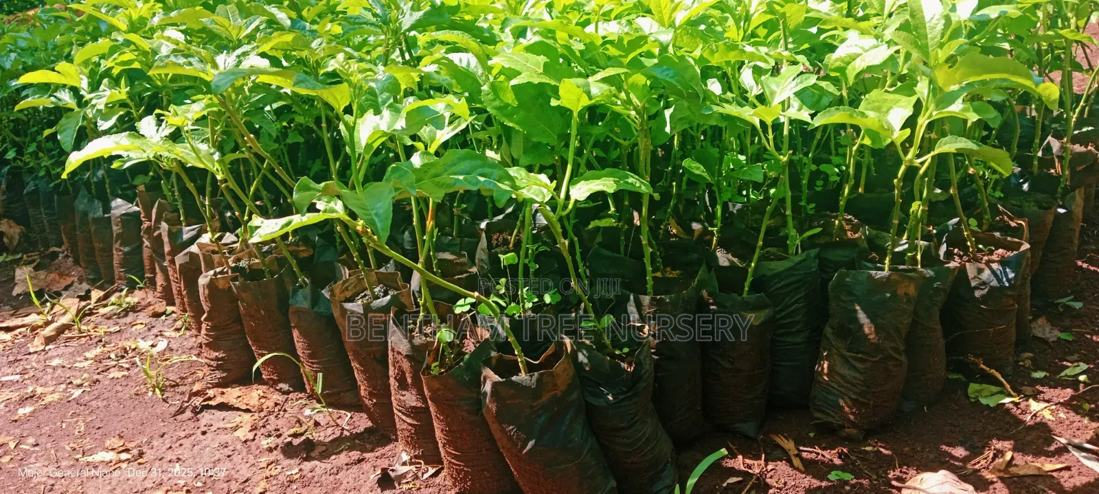 Passion Fruits Seedlings