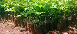 Passion Fruits Seedlings