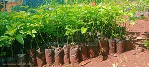 Passion Fruits Seedlings