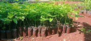 Passion Fruits Seedlings
