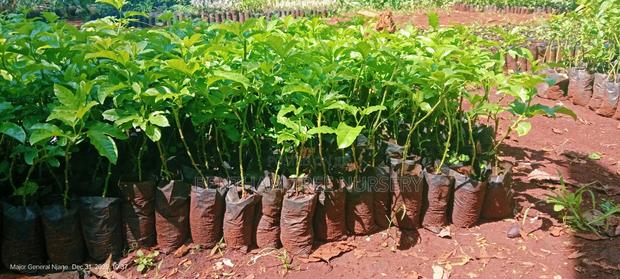Passion Fruits Seedlings - thumbnail 5