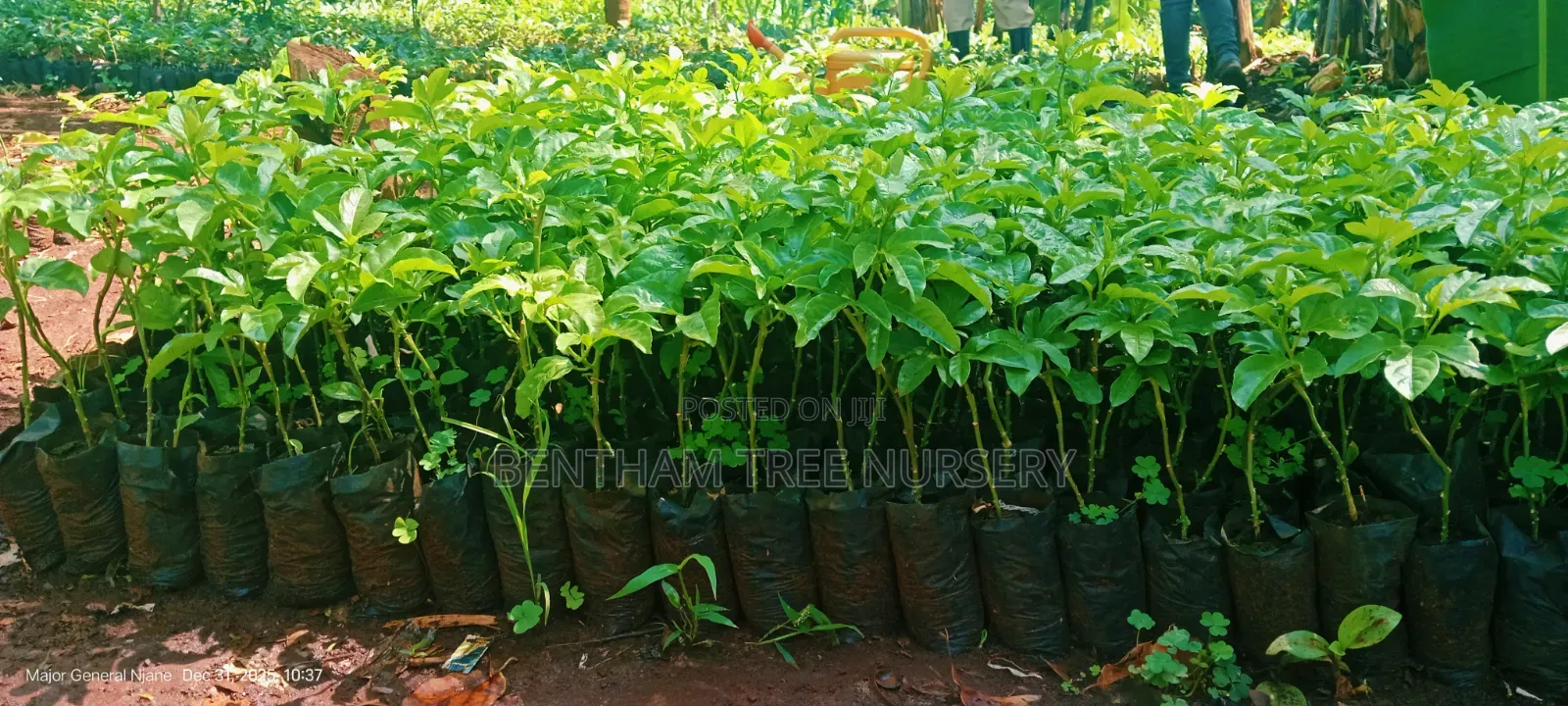 Passion Fruits Seedlings