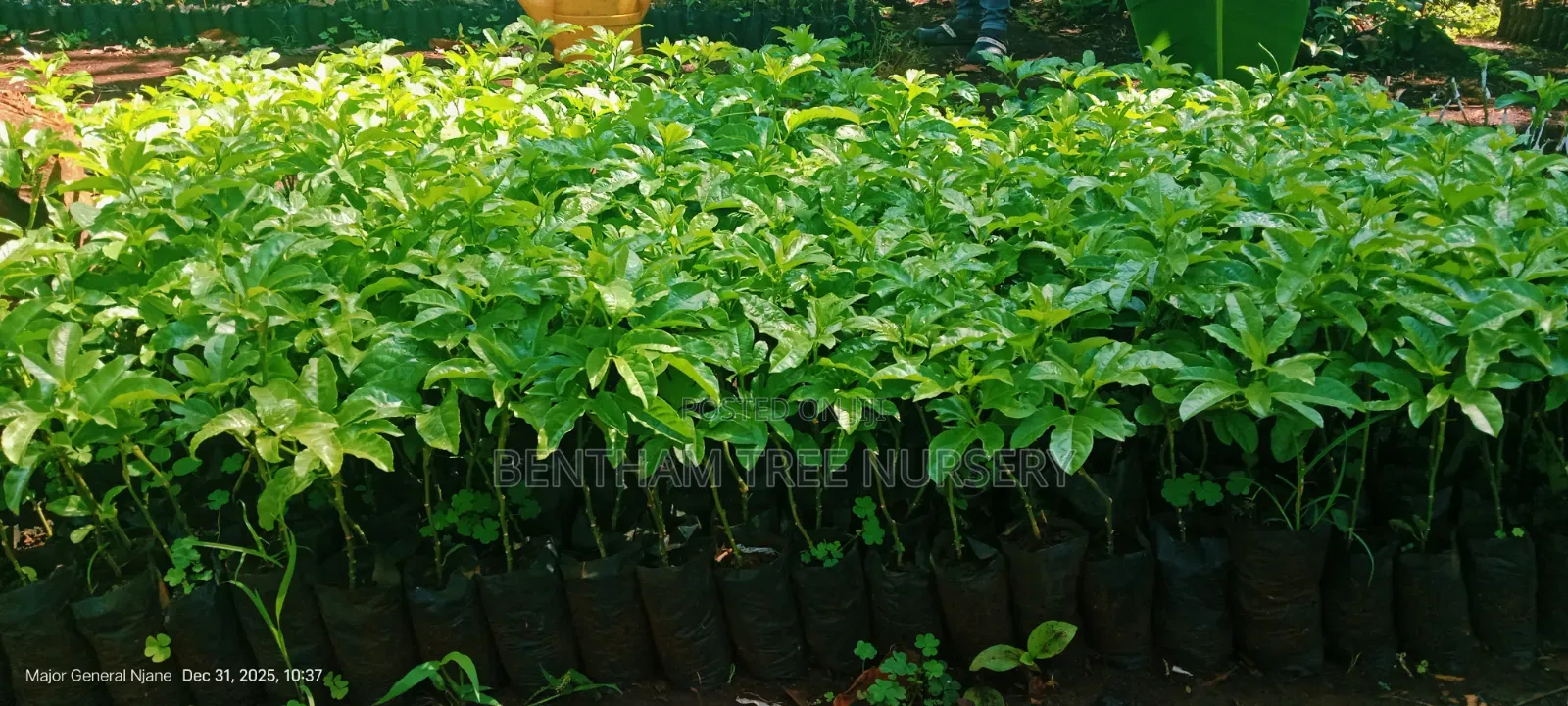 Passion Fruits Seedlings