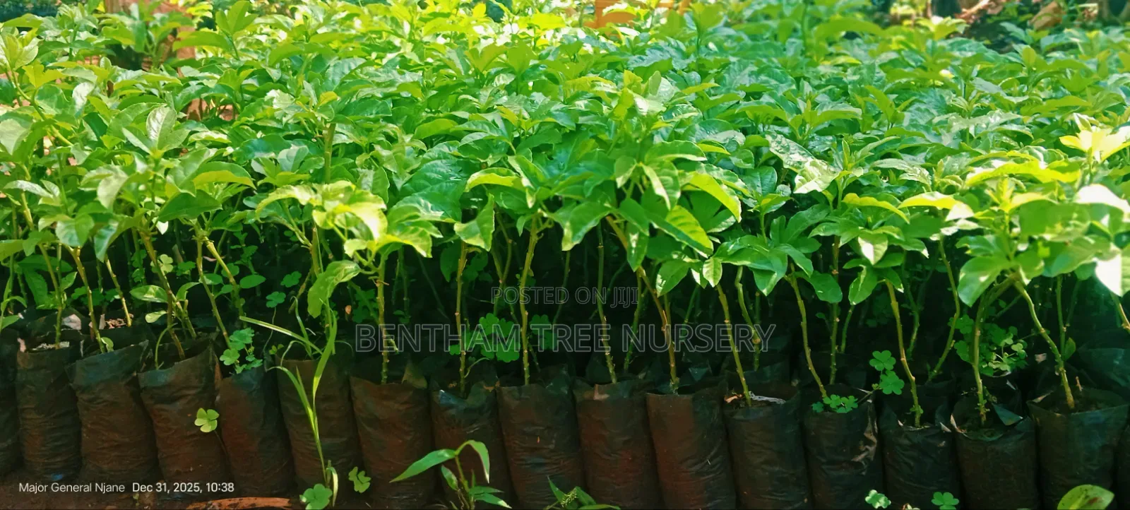 Passion Fruits Seedlings