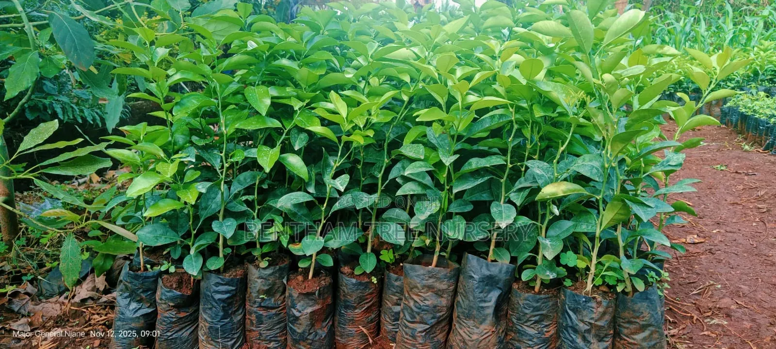 Pixie Seedlings