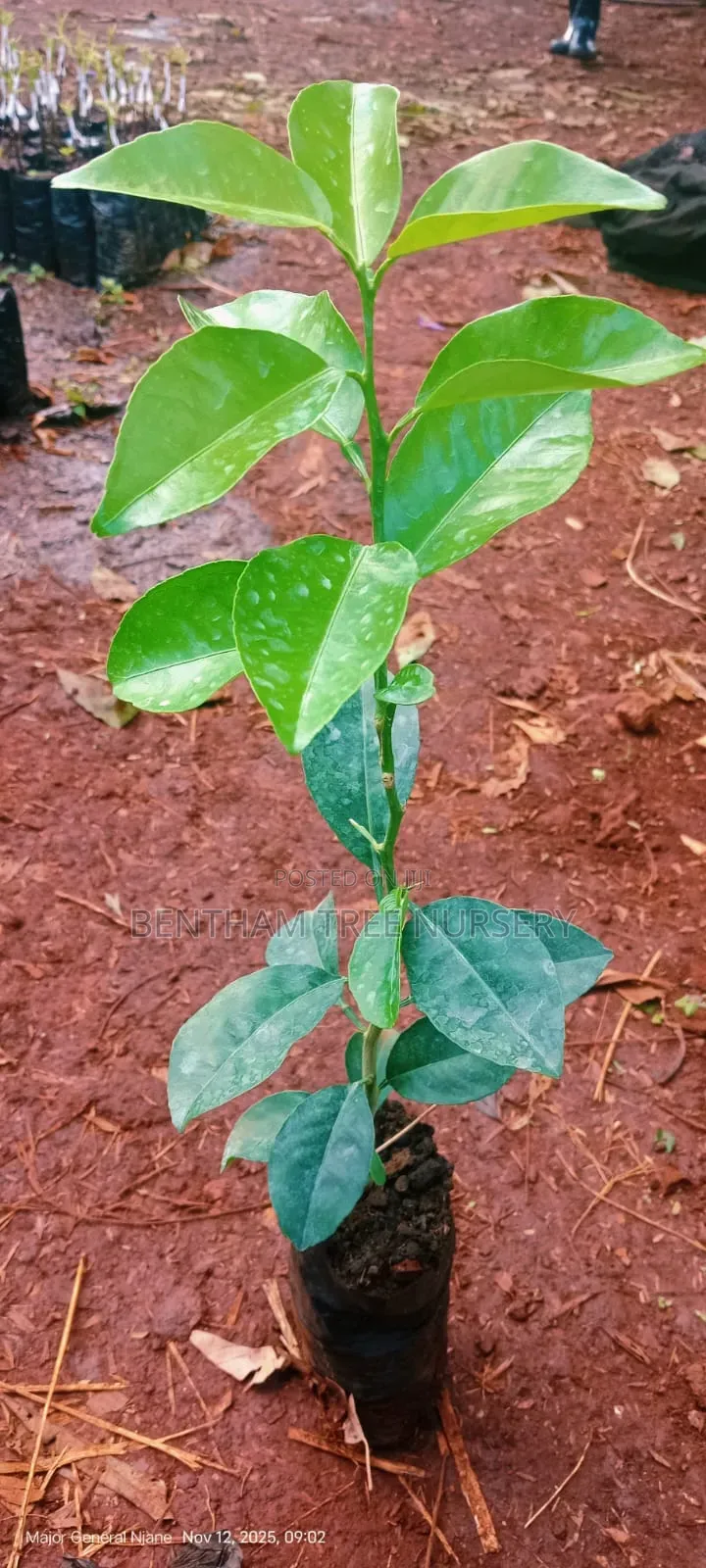 Pixie Seedlings