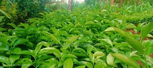 Pixie Seedlings
