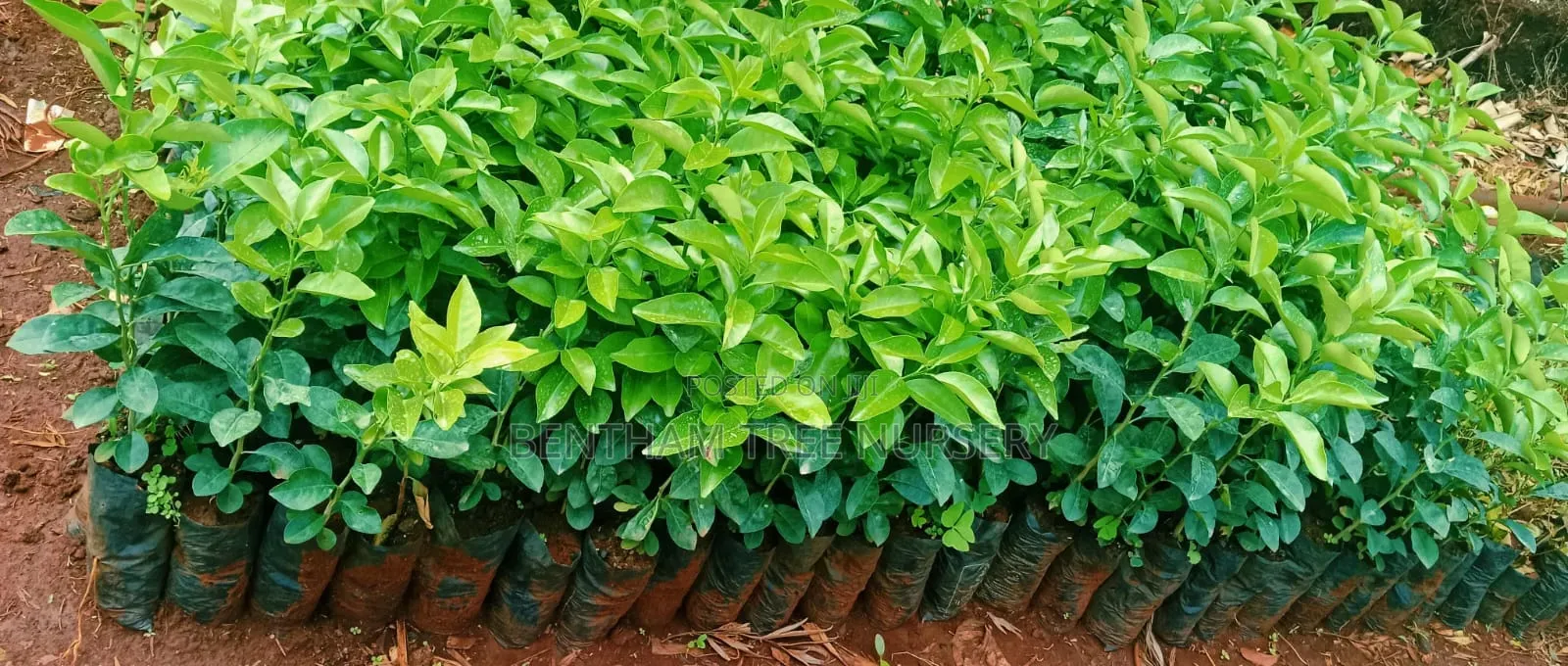 Pixie Seedlings