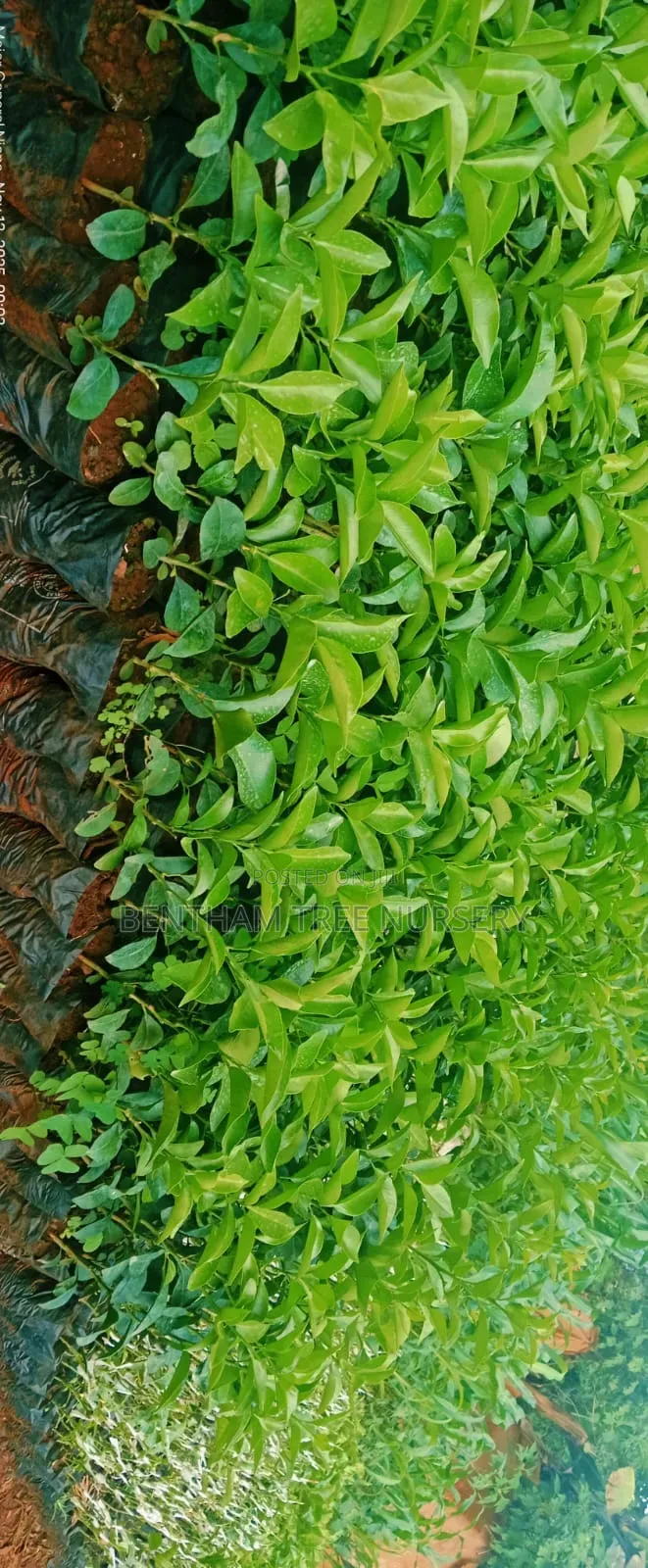Pixie Seedlings