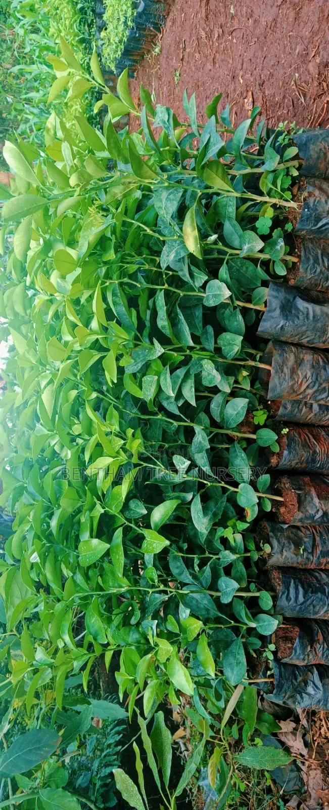 Pixie Seedlings