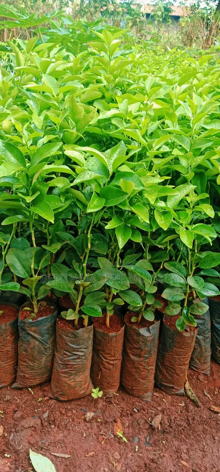 Pixie Seedlings