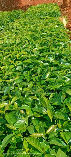 Batian and SL Coffee Seedlings