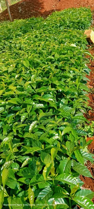Batian and SL Coffee Seedlings