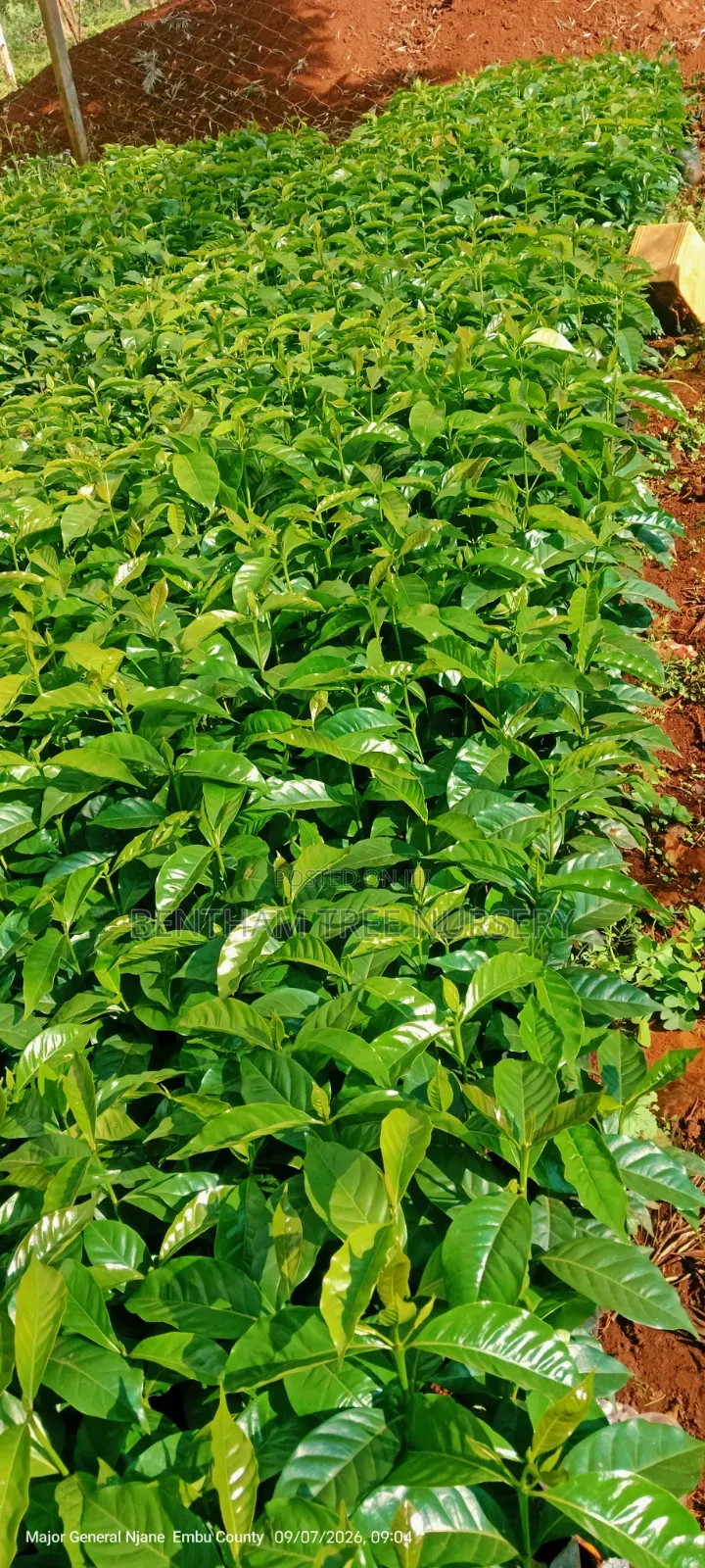 Batian and SL Coffee Seedlings