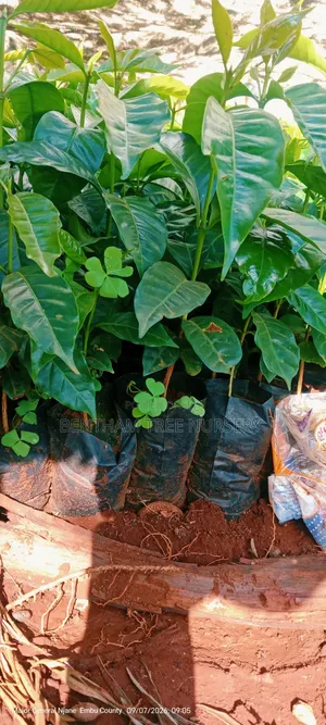 Batian and SL Coffee Seedlings
